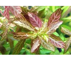 Hygrophila polysperma sunset