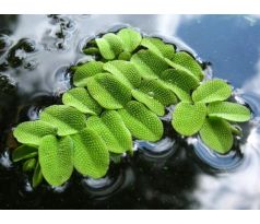 Salvinia Natans