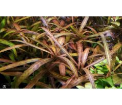 Hygrophila Polisperma sp. 'Tiger' /in Vitro Aqua art/