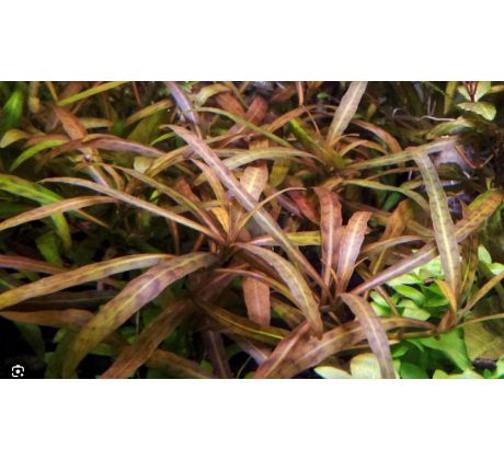 Hygrophila Polisperma sp. 'Tiger' /in Vitro Aqua art/