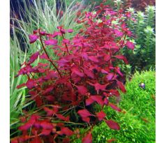 Ludwigia mini sp. super Red /in Vitro Aqua art/