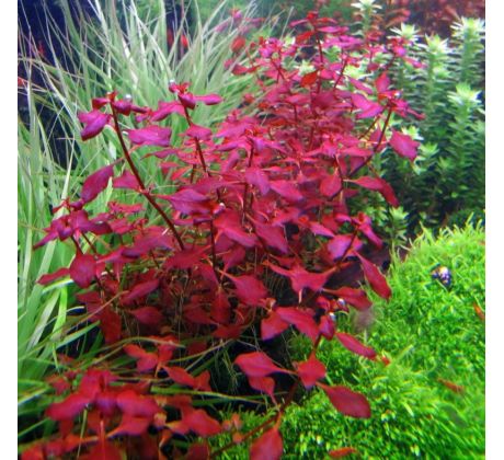 Ludwigia mini sp. super Red /in Vitro Aqua art/