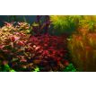 Ludwigia mini sp. super Red /in Vitro Aqua art/