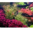 Ludwigia mini sp. super Red /in Vitro Aqua art/