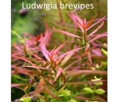 Ludwigia brevipes /in Vitro Aqua art/