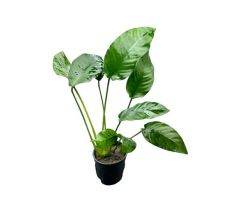 Anubias Barteri Striped /Košík /