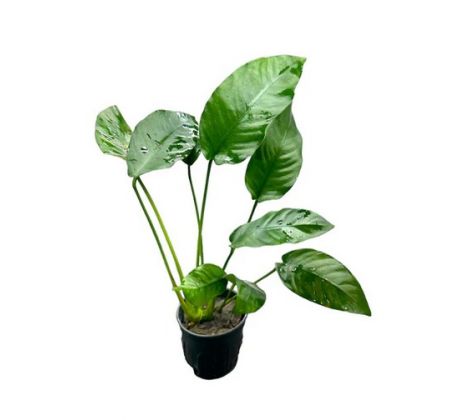 Anubias Barteri Striped /Košík /