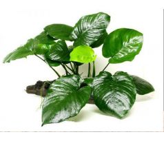 Anubias barteri Broad Leaf /Košík /