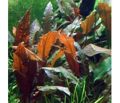 Cryptocoryne wendtii 'Mi Oya' /in Vitro Aqua art/